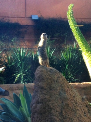 The Meerkat Sentry on Watch